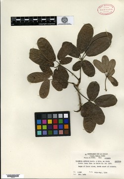 Tabebuia bahamensis image