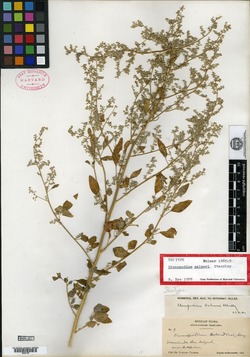 Chenopodium palmeri image