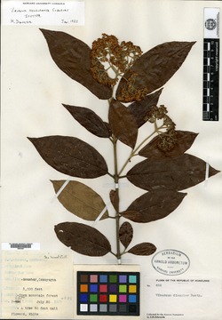 Viburnum hondurense image