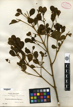 Phoradendron tubulosum image