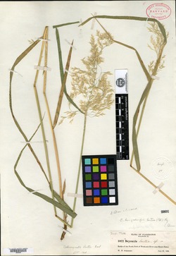 Calamagrostis lactea image