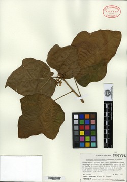 Jatropha costaricensis image