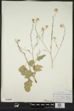 Brassica nigra image