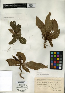 Gesneria barahonensis image