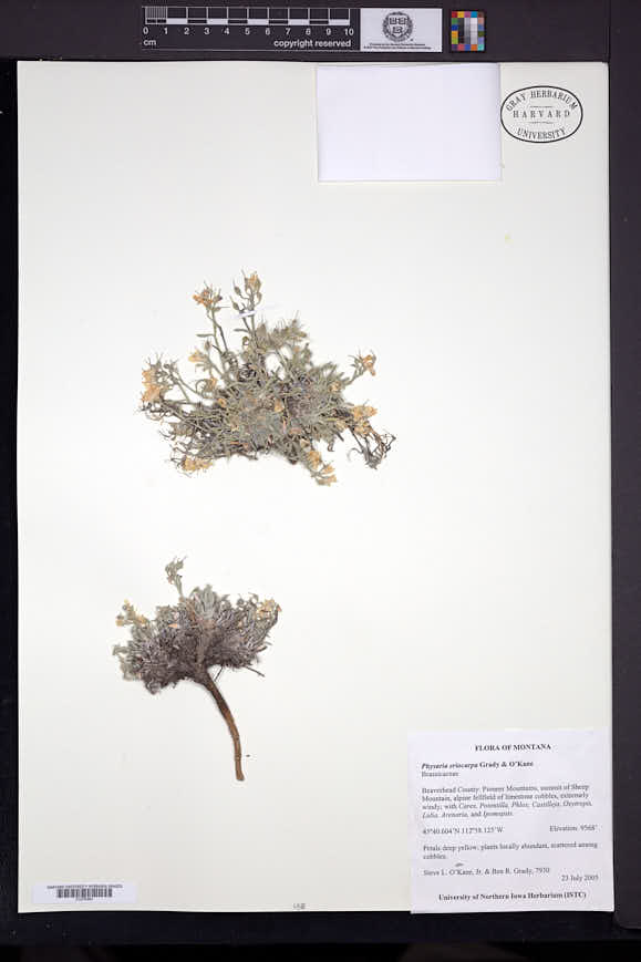 Physaria eriocarpa image