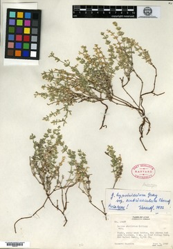 Galium hypotrichium subsp. scabriusculum image