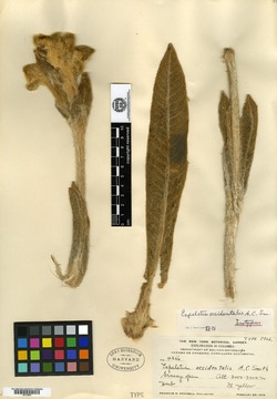 Espeletia occidentalis image