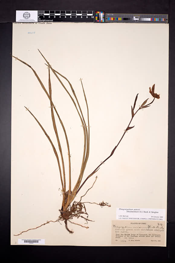 Phragmipedium pearcei image