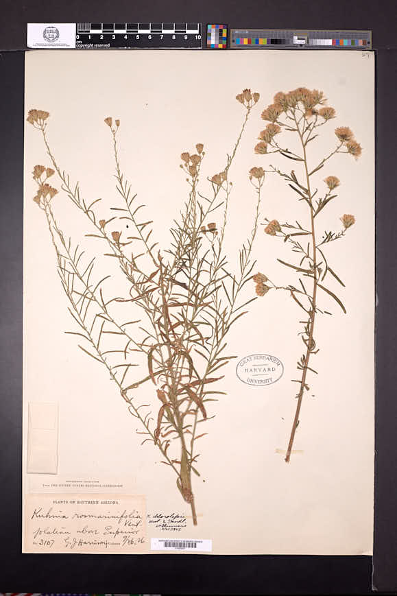 Brickellia eupatorioides var. chlorolepis image