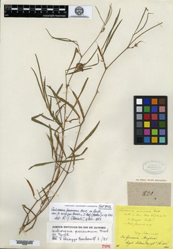 Chaetocalyx weberbaueri image