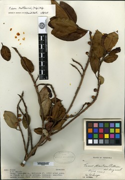 Ficus maitin image