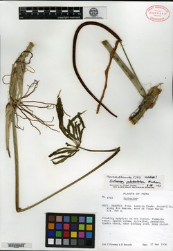 Anthurium polydactylum image