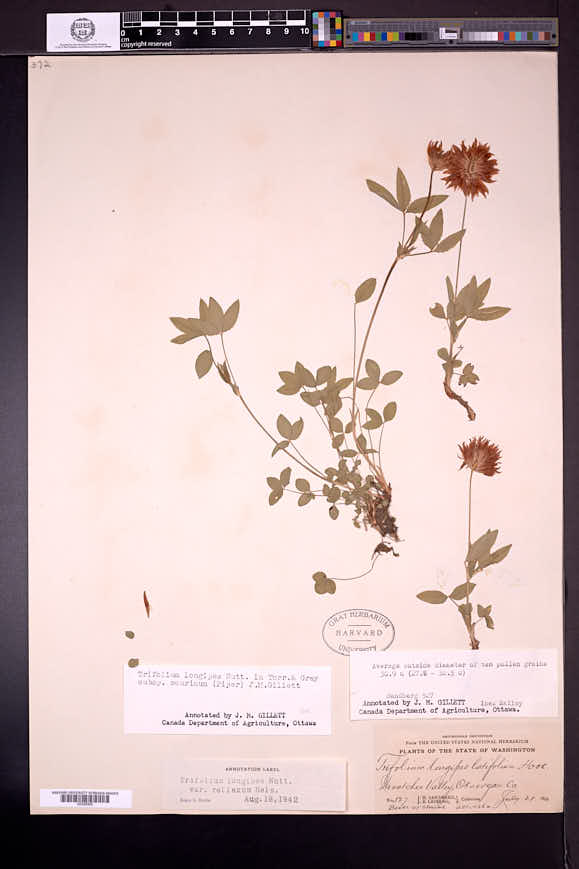 Trifolium longipes image