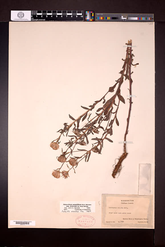 Heterotheca sessiliflora subsp. bolanderi image