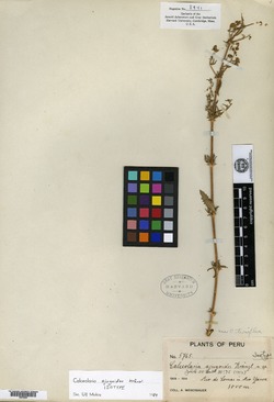 Calceolaria ajugoides image