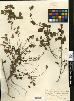 Acalypha purpusii image