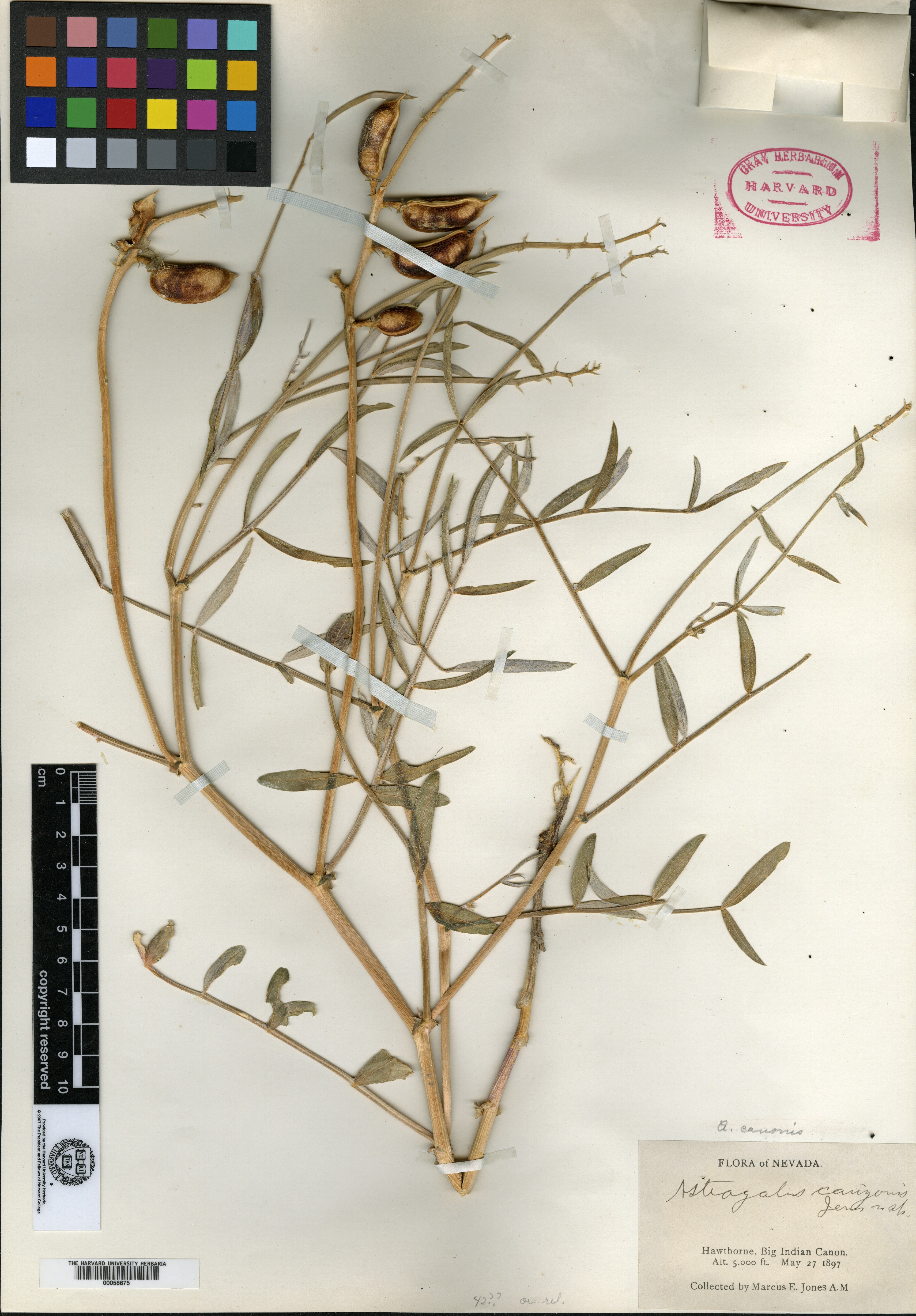 Astragalus canonis image
