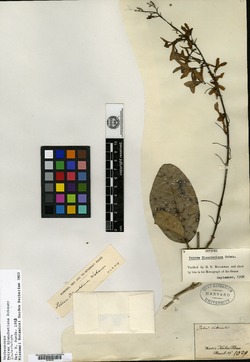 Petrea blanchetiana image