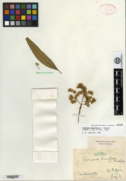 Vernonanthura densiflora image