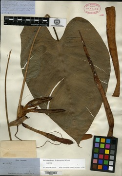 Philodendron fraternum image