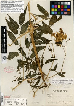 Solanum laxissimum image