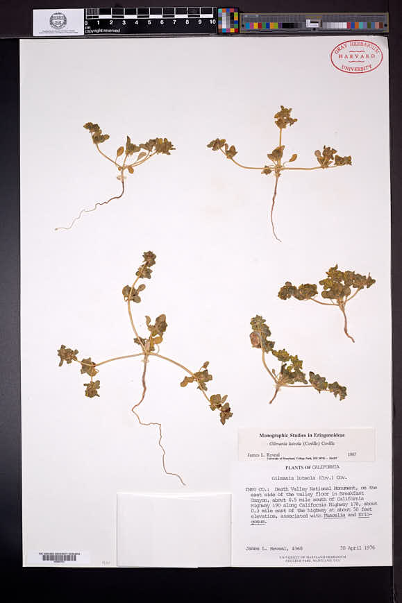 Gilmania luteola image