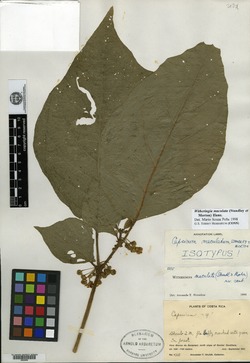 Witheringia maculata image