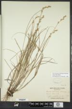 Carex silicea image