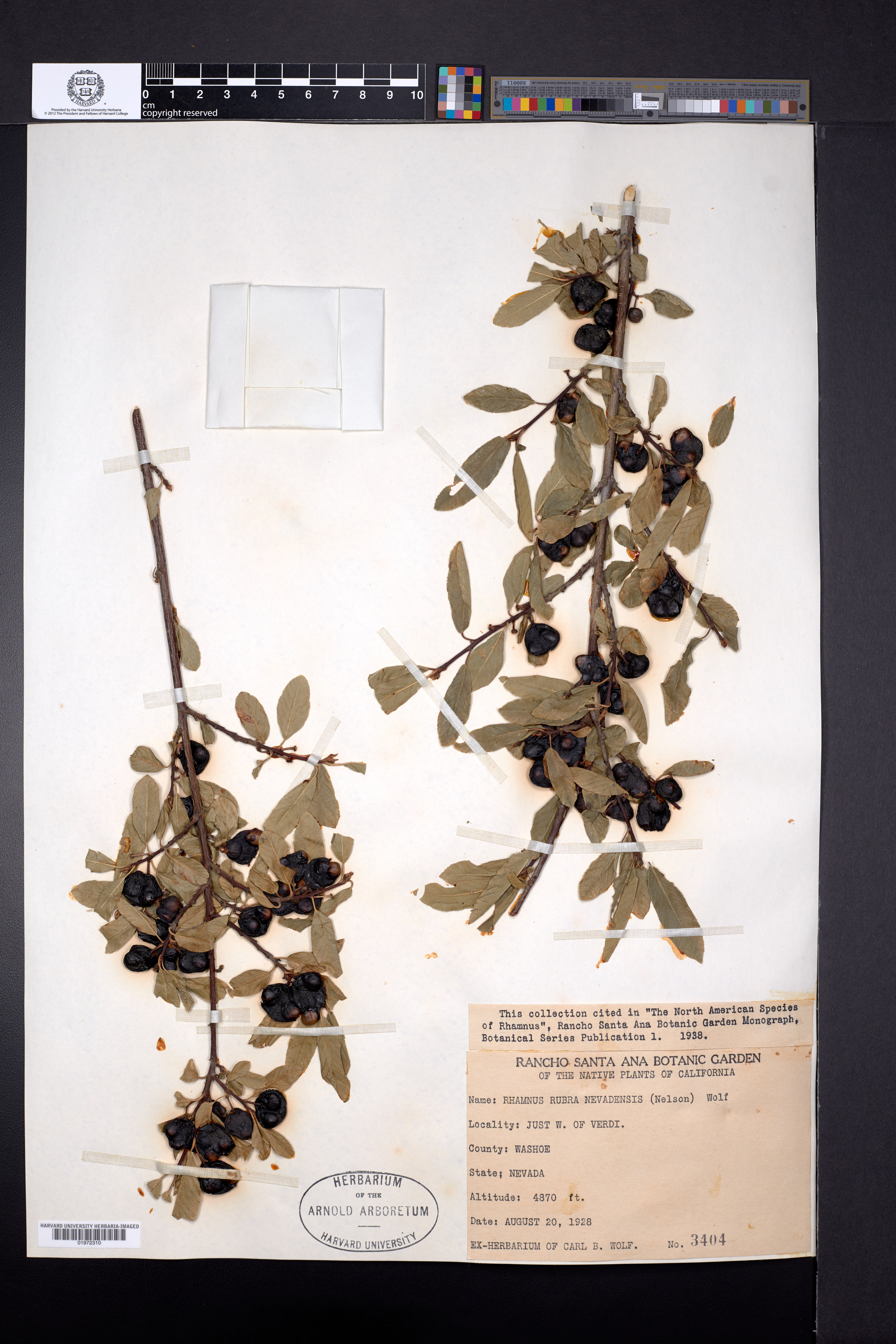 Frangula rubra subsp. nevadensis image