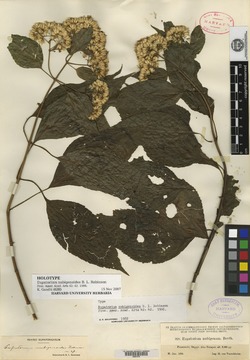 Fleischmanniopsis nubigenoides image