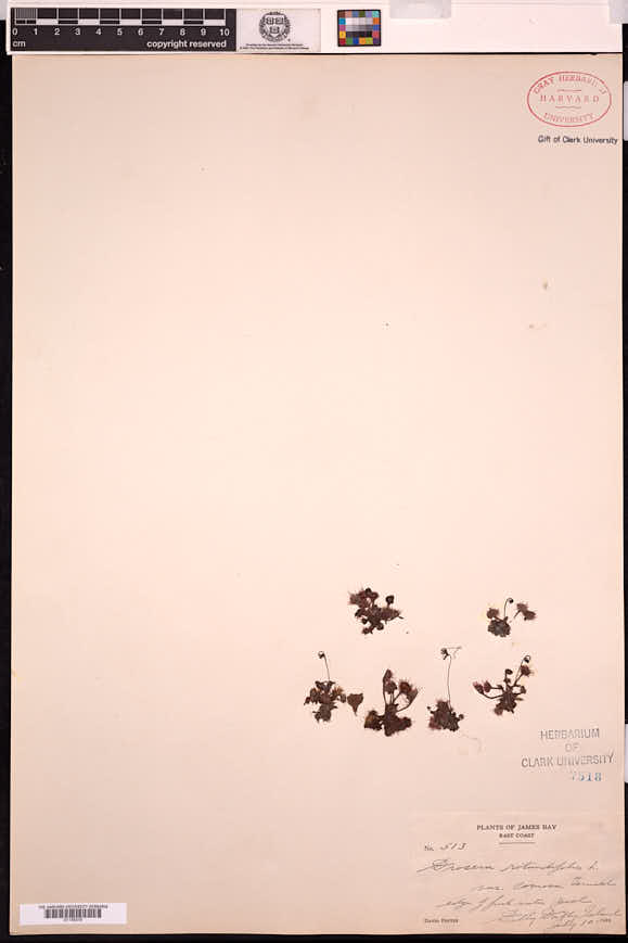 Drosera rotundifolia var. comosa image