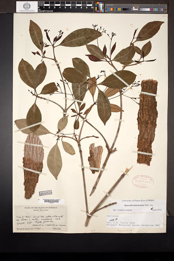 Rauvolfia biauriculata image