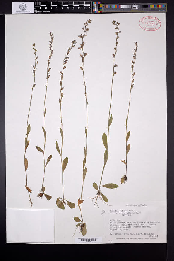 Lobelia spicata var. hirtella image