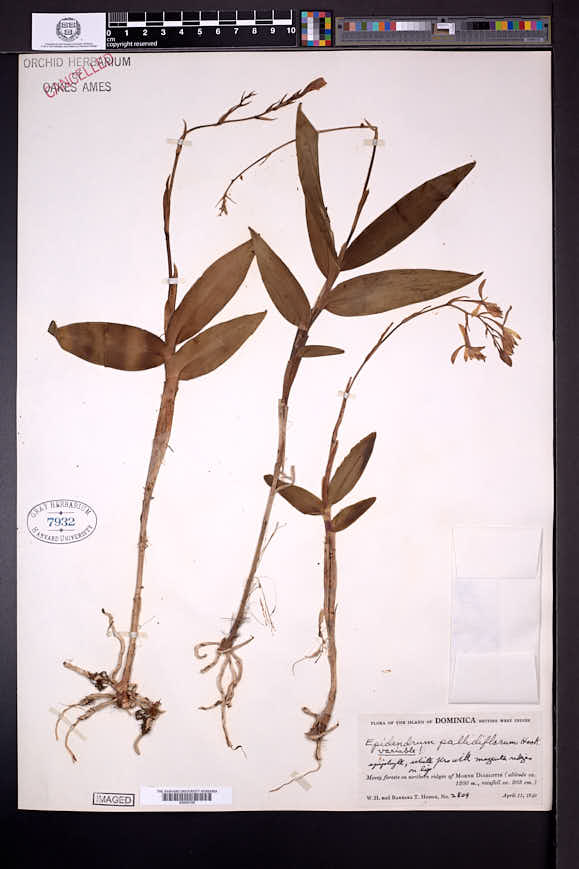 Epidendrum pallidiflorum image