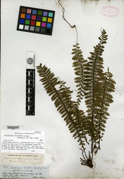 Asplenium spruceanum image