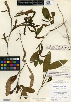 Potamogeton scoliophyllus image