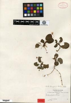 Viola bangiana image