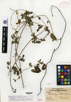 Chaetocalyx scandens image