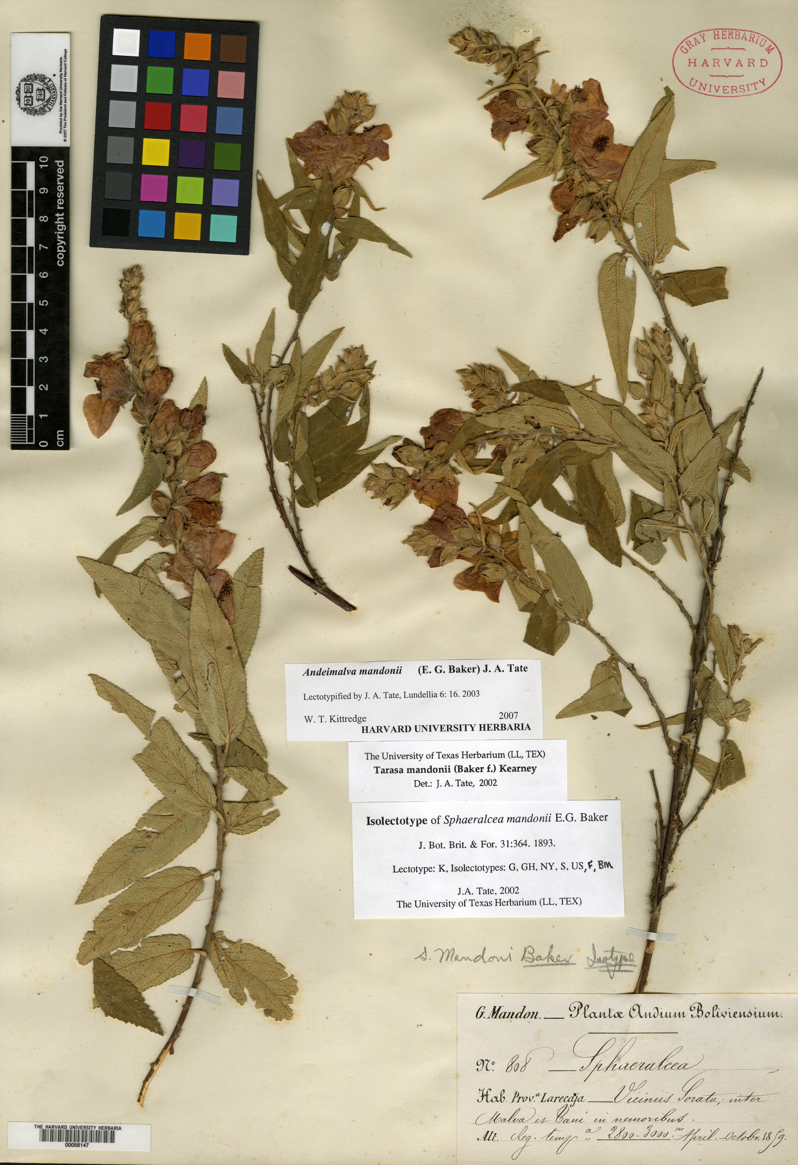 Sphaeralcea sulphurea image