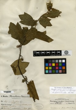 Passiflora mandonii image