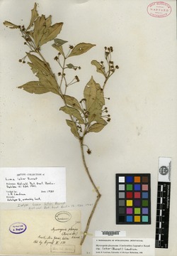 Marlierea parvifolia image