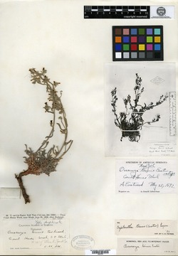 Oreocarya tenuis image