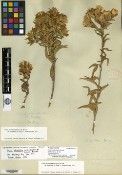 Trixis michoacana var. longifolia image