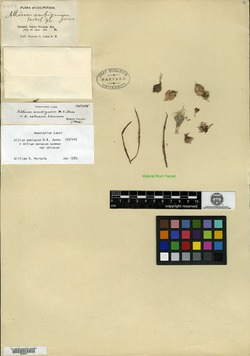 Allium ambiguum image