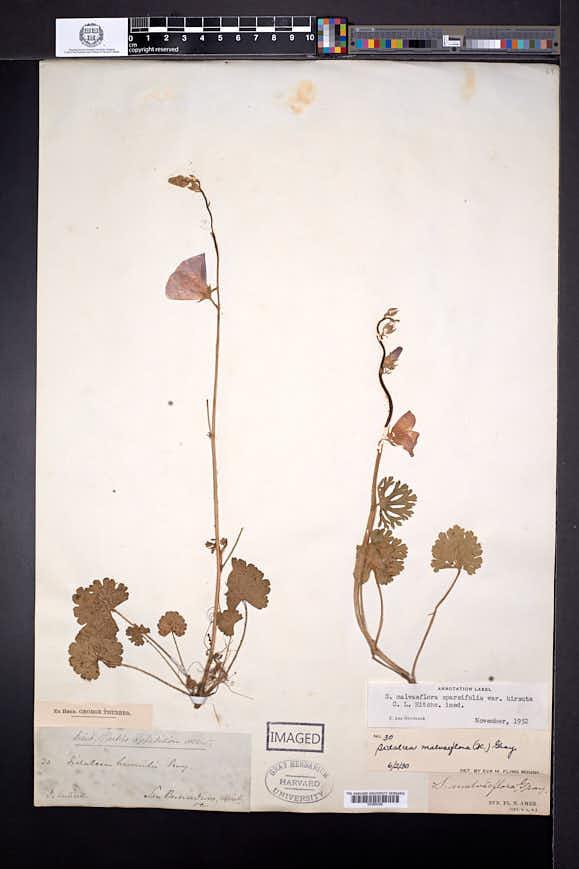 Sidalcea malviflora subsp. sparsifolia image