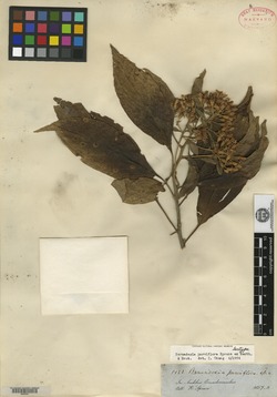 Barnadesia parviflora image