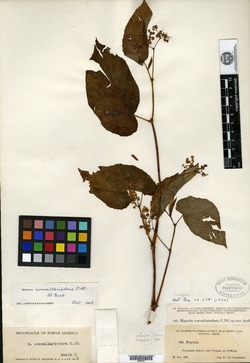 Begonia convallariodora image
