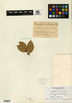 Chrysophyllum oliviforme subsp. oliviforme image