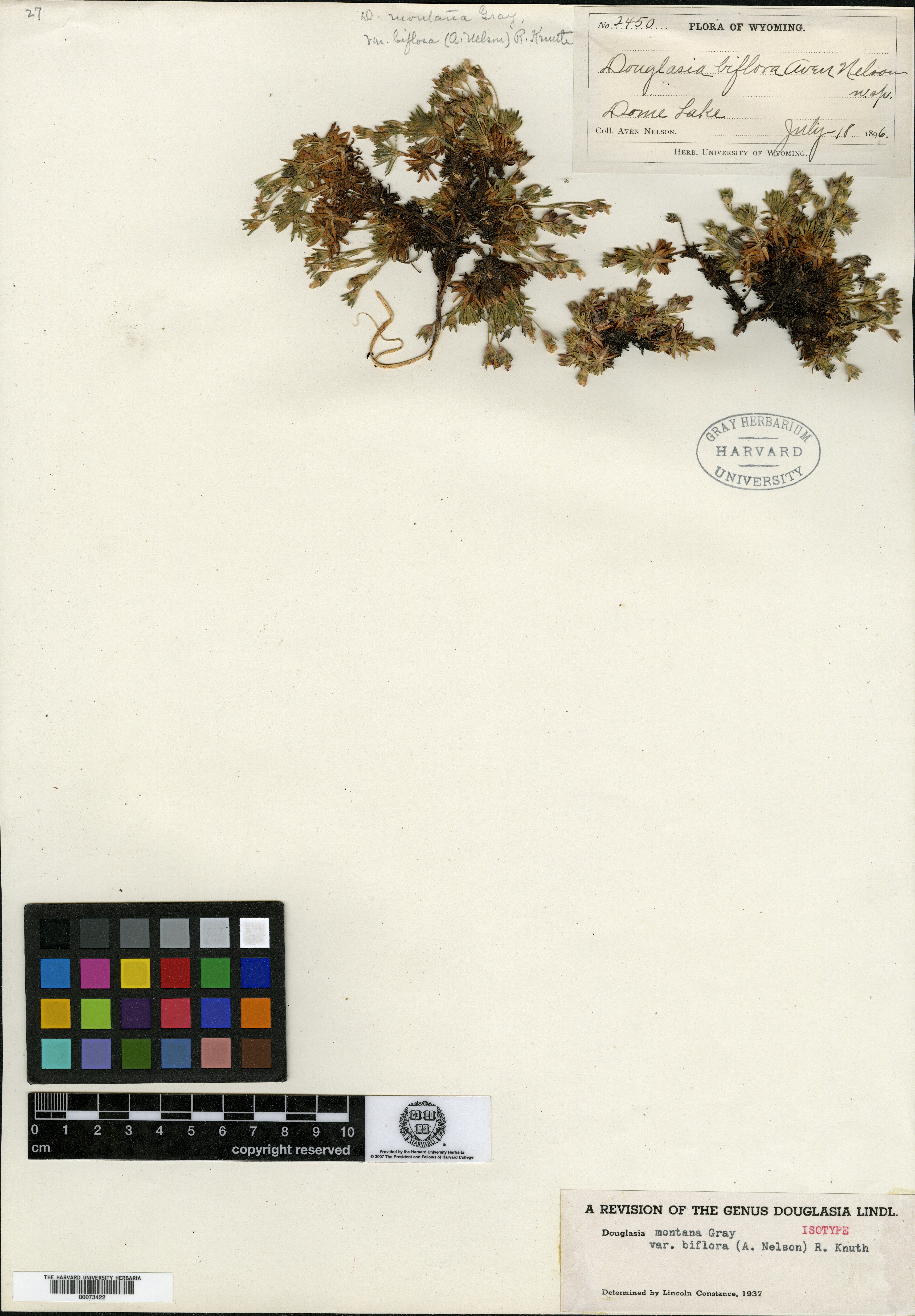 Douglasia biflora image