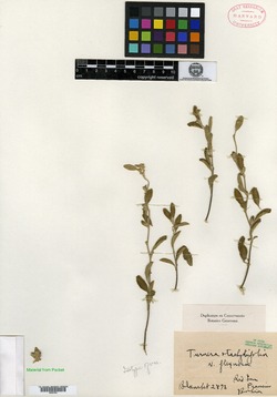 Turnera stachydifolia image